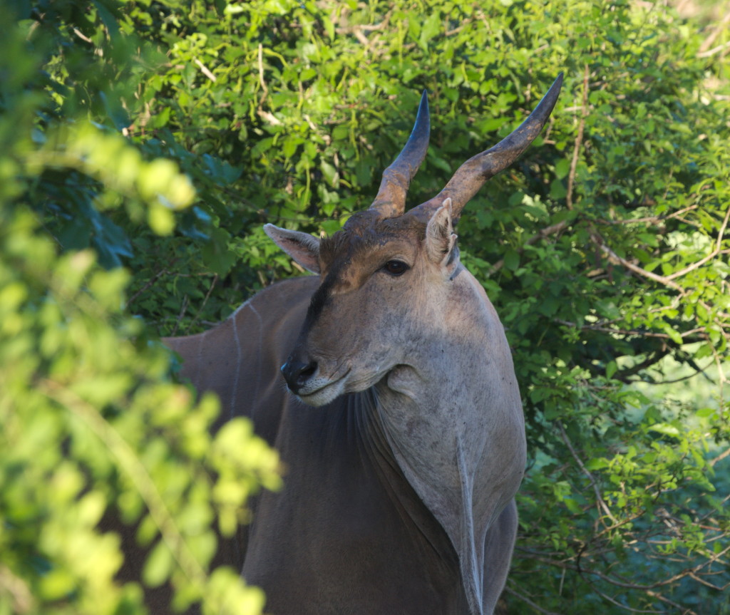 Common Eland in Majete NP, one of the biggest antelopes.