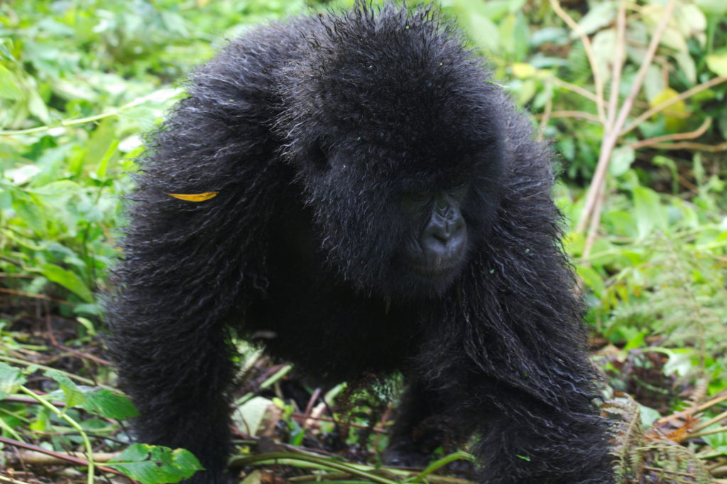 20160414_Rwanda_gorillatrek_youngGorillaWalkingBy