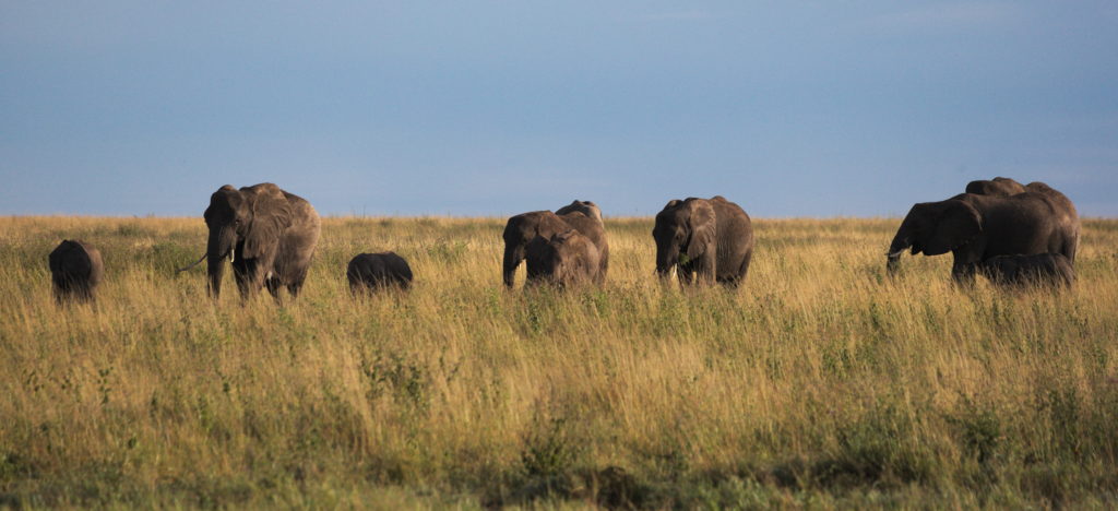 Herd of elephants trekking over the Serengeti in the morning.