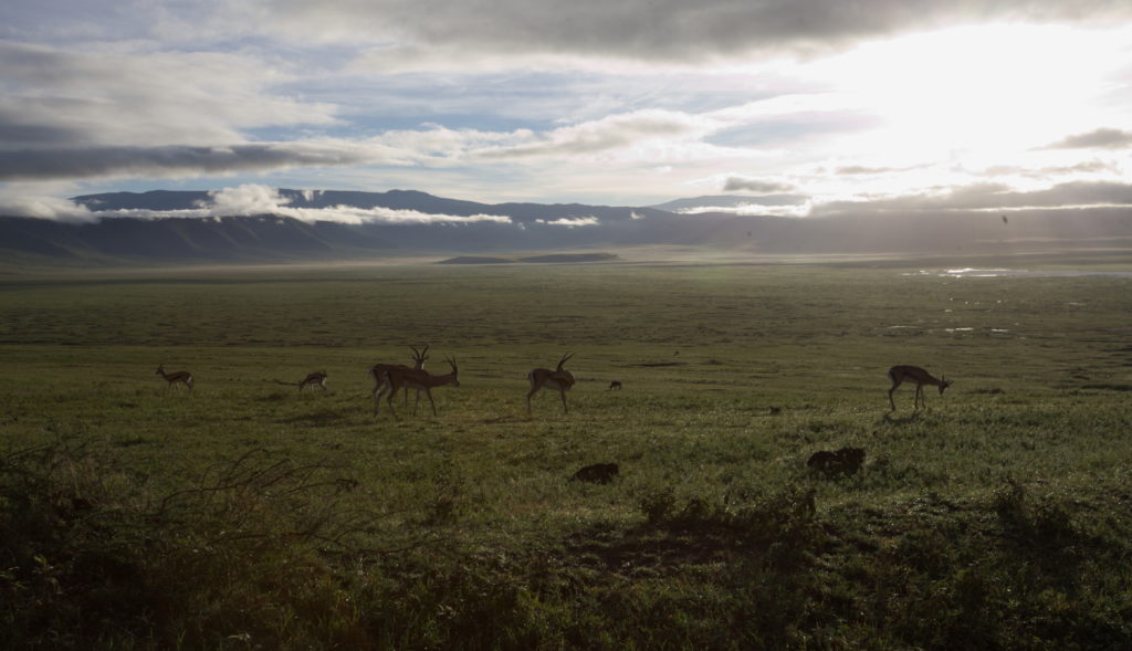 Gazelles in the morning light.