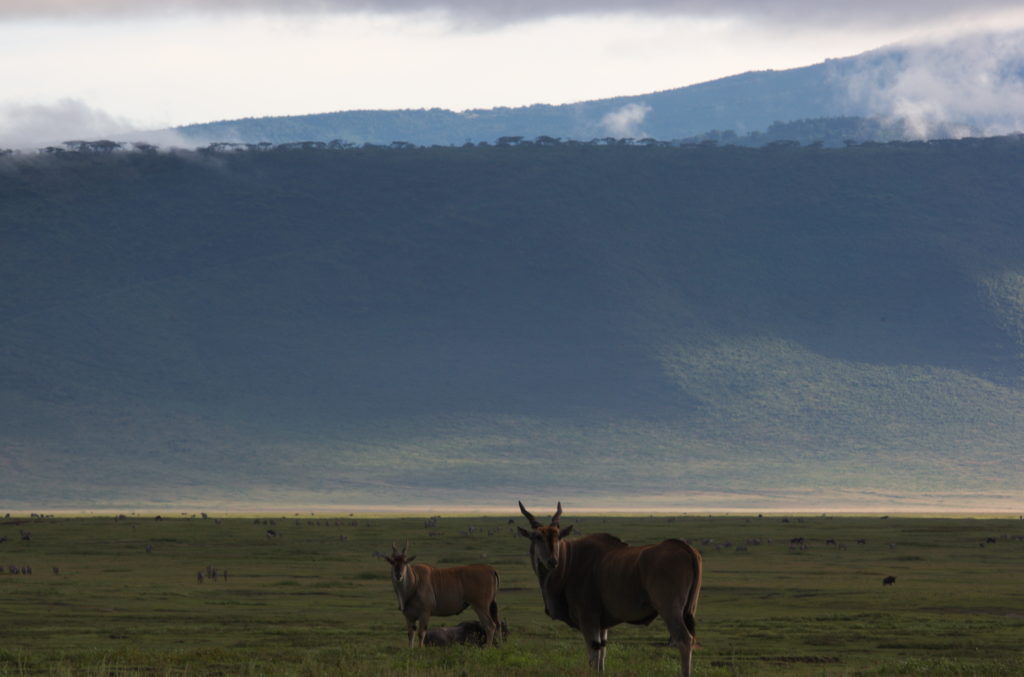 Common elands with the crater rim in the background.