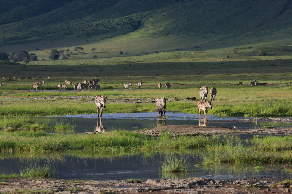 Zebras crossing on of the small pools in the crater.