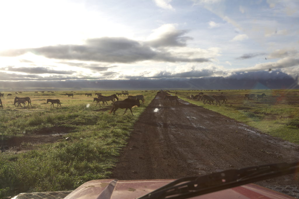 As we were driving over the crater surface the animals got into action.