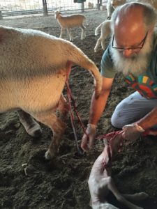 Gadi helping one of their sheep giving birth.